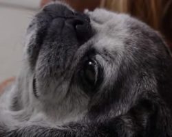 This Amazing DOCUMENTARY Between a Woman and her Pug Will Touch Your Heart