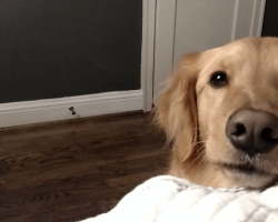 Golden Retriever Adorably Argues Over Bed Time. Such a Cute Dog!