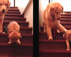 Golden Retriever Instructs Puppy On How To Get Down The Stairs