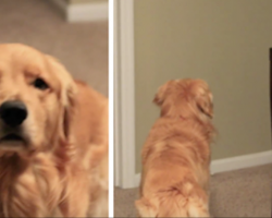 [Video] This Golden Retriever Hasn’t Seen His Mom In Months, But Then He Hears The Door Open…