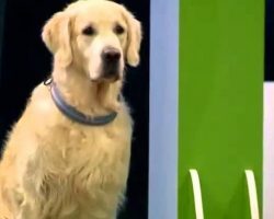 Golden Retriever Steal The Show With His Hilarious ‘Obedience’ Performance Fail