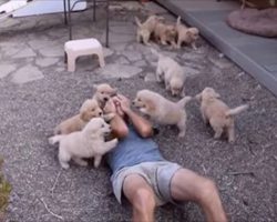 [Video] Golden Retriever Puppies Launch Adorable ‘Attack’ On Man Lying On The Ground