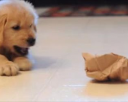Puppy Takes On A Paper Bag As Her Bemused Older Brother Looks On