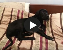 Dog woken up at 3:30am– his hilarious reaction has internet folding with laughter