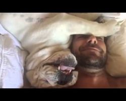 Grumpy Bulldog Has A Lot To Say When Woken Up! It May Just Be The Funniest Thing EVER!