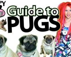 Guide to Pugs ~ Pug Care 101