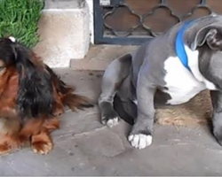 Owner confronts dogs about eating shoe – their reaction is hysterical