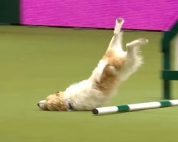 Hilarious Jack Russell Steals The Show at Crufts Rescue Dog Agility Competition