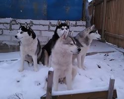 Herd Of Huskies Gather In The Mornings To Sing A Concert For The Neighbors