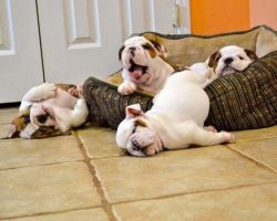 (VIDEO) Bulldogs Are Awesome!! These Hilarious Bulldog Moments Will Make Your Day!