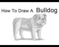 How to Draw a Bulldog (English Bulldog)!