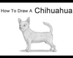 How to Draw a Chihuahua!
