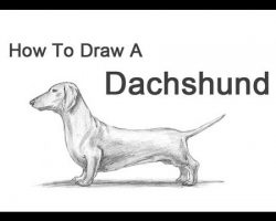 How to Draw a Dachshund!