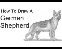 How to Draw a German Shepherd!