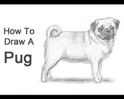 How to Draw a Pug!