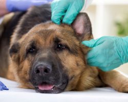 How To Clean Your Dog’s Ears And Prevent Them From Getting Ear Infections