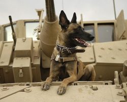 How To Send Care Packages To US Military Working Dogs Deployed Overseas