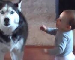 Husky And Baby Caught Hilariously Deep In Conversation