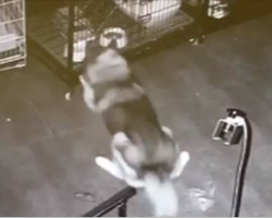 Brilliant Siberian Husky Stages A Prison Break – And Leaves No Canine Behind