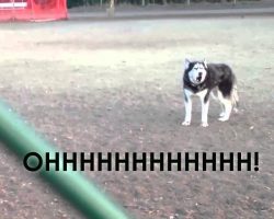 This Husky Doesn’t Want To Leave The Dog Park! The Way He Protests Is Hysterical!