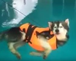 Husky Is Supposed To Go For A Swim But Decides To Lazily Float Around Instead