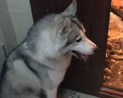 Husky Home Alone Makes An Epic Mess That His Family Won’t Ever Forget