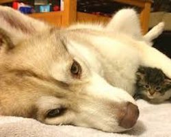 Husky’s Motherly Love Saves Homeless Kitten’s Life
