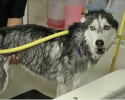 Adorable Husky Sings In The Shower While Getting A Much-Needed Bath