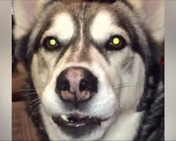 [Video] You’ve never heard a dog talk back to its owner like this one