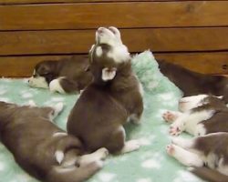 Husky pup’s unique howl is so soothing, his siblings sleep right through it