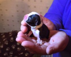 Itty Bitty Boston Terrier Puppy is Just 12 Hours Old!
