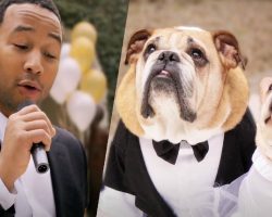 Dog Wedding With Private John Legend Concert Is Simply Pawsome!!