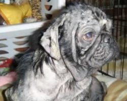Joshua the Pug’s Rescue Story of Hope Will Have You In Tears…