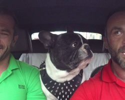 Cute French Bulldog Loves Talking With His Dad No Matter What Language Is Spoken