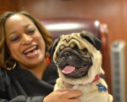 Justice Is Blind: A Wonderful Story Of A Judge And Her Blind Rescue Pug