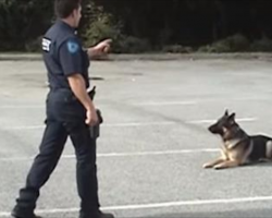 [Video] K9 Shows Off His Smarts And Makes Everyone Laugh