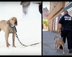Pit Bull chained up in snow cries for help and then a police officer gives her the chance of a lifetime
