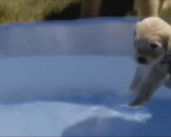 [Video] Labradoodle Puppies First Ever Swim Will Make Your Day