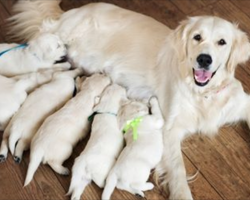 Family Dog Give Birth to Litter of Puppies. When Owner Looked Closer at One Puppy, She FROZE