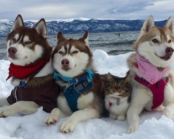 Three Huskies Are Best Friends With Cat They Helped Save From Dying