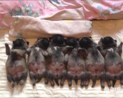 This Line Of Sleeping Pug Puppies Will Completely Mesmerize You