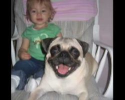 Little Girl And A Pug Becomes Inseparable. This Will Make You Cry Happy Tears!