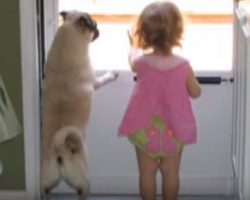 Little Girl and Pug Become Inseparable. This Will Melt Your Heart!