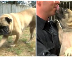 Long-Lost Pug Makes Incredible Journey to Get Home