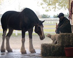 Budweiser’s 2015 Super Bowl XLIX Ad Will Have Even The Toughest Of Fans Tearing Up