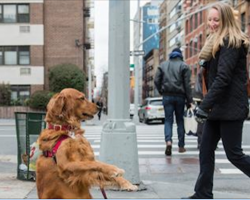 Meet the NYC Dog Who Stands on the Corner Offering Hugs