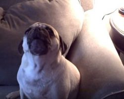 Louie the Pug Loves to Sing with Olivia Newton-John! It’s the Sweetest Thing Ever!