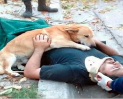 Concerned Dog Refuses To Leave His Dad’s Side After He Gets Hurt In A Fall