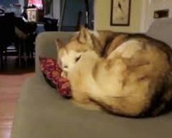 Husky Is Relaxing On A Couch When An Unexpected Visitor Drops By
