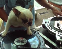 Mama the French Bulldog DJ’s Got Rhythm!